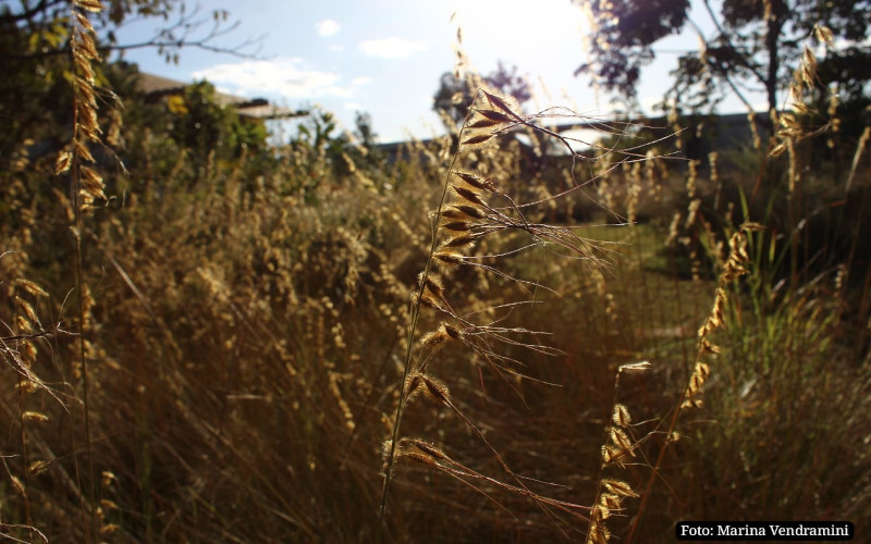 Capim brinco-de-princesa2